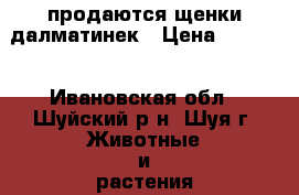 продаются щенки далматинек › Цена ­ 3 000 - Ивановская обл., Шуйский р-н, Шуя г. Животные и растения » Собаки   